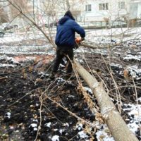 🏠 пр-кт Строителей, д. 41  ➡ Выполнена опиловка деревьев по предварительной заявке собственников.